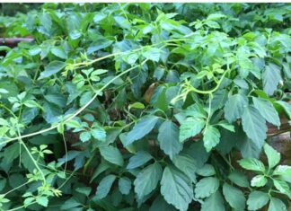 The Ultimate Superfood Hiding in Plain Sight: A Wild Mountain Herb with 8x the Benefits of Green Tea