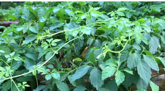 The Ultimate Superfood Hiding in Plain Sight: A Wild Mountain Herb with 8x the Benefits of Green Tea