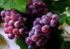 Unveiling the Secret of the Top Longevity Fruit: US-Approved Ranking Places Grapes at a Mere Seventh