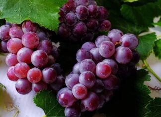 Unveiling the Secret of the Top Longevity Fruit: US-Approved Ranking Places Grapes at a Mere Seventh