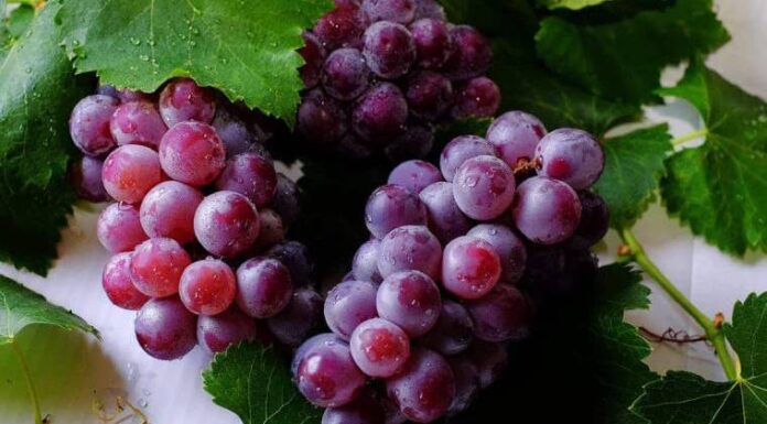 Unveiling the Secret of the Top Longevity Fruit: US-Approved Ranking Places Grapes at a Mere Seventh