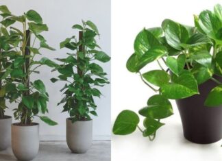 Attract Wealth with the Aglaonema Plant, but Avoid These 4 Spots to Prevent Financial Drain