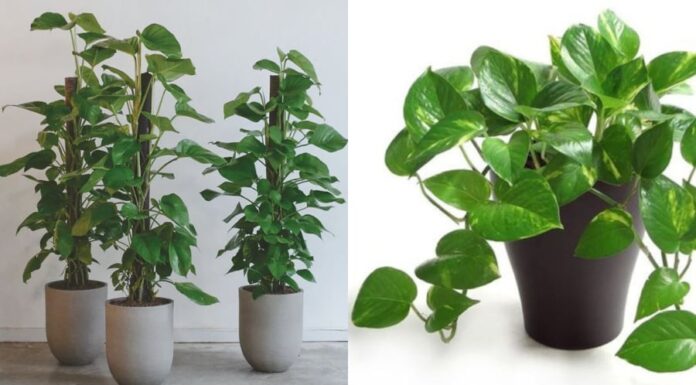 Attract Wealth with the Aglaonema Plant, but Avoid These 4 Spots to Prevent Financial Drain