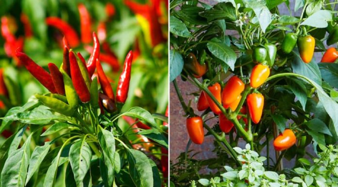 “The Ultimate Guide to Growing an Abundant Supply of Chili Peppers in Containers: A Year-Round Harvest for Chili Enthusiasts”