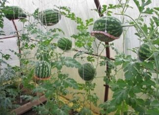 “The Ultimate Guide to Growing Watermelons: 2 Simple and Fruitful Home Gardening Methods”