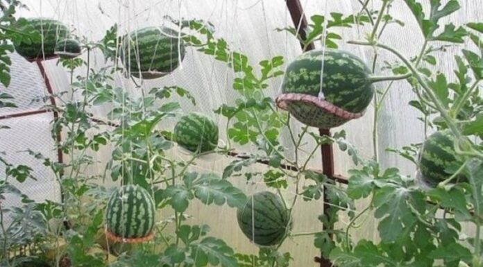 “The Ultimate Guide to Growing Watermelons: 2 Simple and Fruitful Home Gardening Methods”