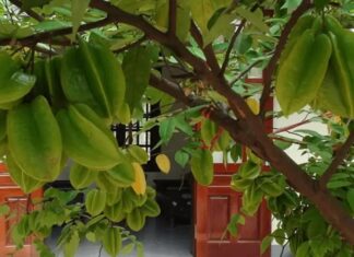 Why You Should Plant a Sour or Sweet Plum Tree by Your Front Door: A Guide to Enhancing Your Home’s Curb Appeal and Energy