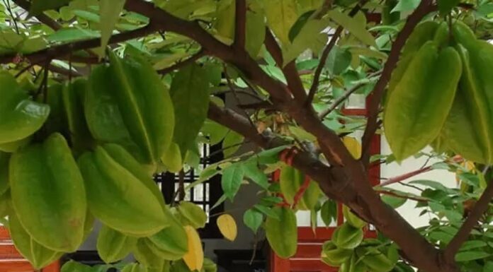 Why You Should Plant a Sour or Sweet Plum Tree by Your Front Door: A Guide to Enhancing Your Home’s Curb Appeal and Energy