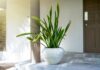 The Ultimate Air Purifiers: 3 Houseplants That Will Reduce Your Electricity Bill by 30%