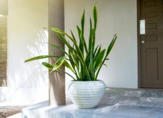 The Ultimate Air Purifiers: 3 Houseplants That Will Reduce Your Electricity Bill by 30%