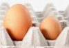 “The Great Egg Conundrum: Size Matters?”