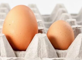“The Great Egg Conundrum: Size Matters?”
