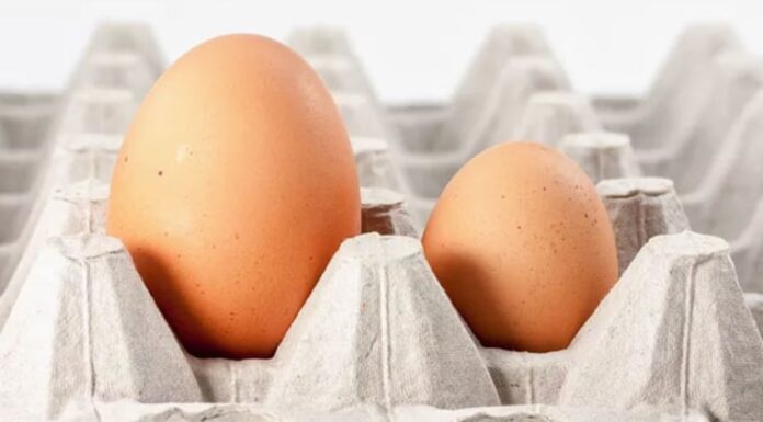 “The Great Egg Conundrum: Size Matters?”