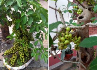 Attract Wealth and Prosperity: The Art of Growing the Right Fig Tree at the Right Age