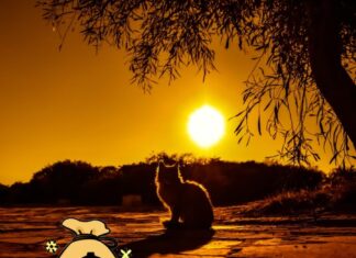 The Ultimate Guide to Unlocking Wealth: Unveiling the Lucky Ages of Abundance and Prosperity.