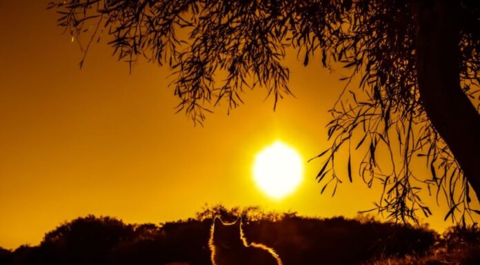 The Ultimate Guide to Unlocking Wealth: Unveiling the Lucky Ages of Abundance and Prosperity.