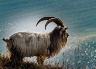 From the Dragon Boat Festival on the 5th of the Lunar month to the Mid-Autumn Festival: 3 years of Fortune, Prosperity, and Longevity converge, Sweeping up Heavenly Luck, cracking rich.