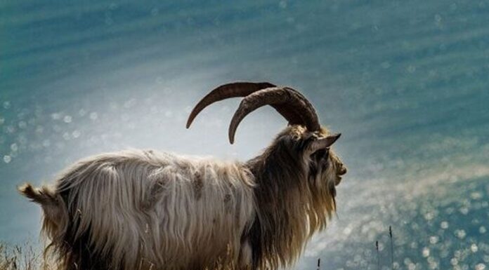 From the Dragon Boat Festival on the 5th of the Lunar month to the Mid-Autumn Festival: 3 years of Fortune, Prosperity, and Longevity converge, Sweeping up Heavenly Luck, cracking rich.