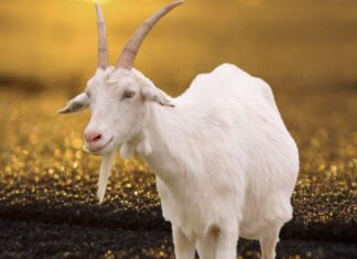 From the Solar Term of 5/5 to the end of June: Top 4 Ages Meet the Golden Opportunity to Change Destiny, Money Flows Like Water, Blessings Abound