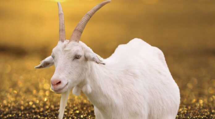 From the Solar Term of 5/5 to the end of June: Top 4 Ages Meet the Golden Opportunity to Change Destiny, Money Flows Like Water, Blessings Abound