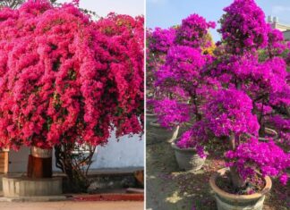 The Ultimate Guide to Watering Your Bougainvillea for a Vibrant Summer Bloom