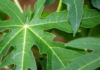 The Amazing Benefits of Drinking Papaya Leaf Juice Daily: What You Need to Know