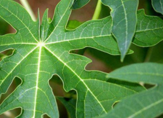 The Amazing Benefits of Drinking Papaya Leaf Juice Daily: What You Need to Know