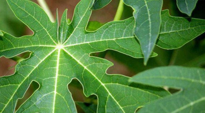 The Amazing Benefits of Drinking Papaya Leaf Juice Daily: What You Need to Know