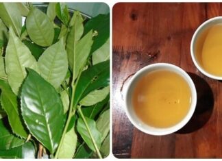 The Ultimate Liver-Cooling, Kidney-Boosting Beverage: Fortifying Your Body’s Defense Against Cancerous Cells.