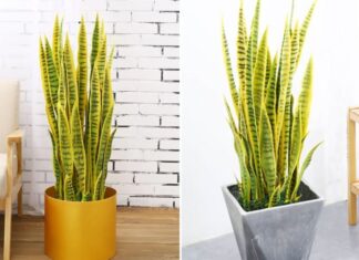 The Money-Attracting Tiger Tongue Plant: Positioning it to Prosper