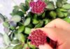 The Green Thumb’s Ultimate Guide: Scented Houseplants with Year-Long Blooms and Beautiful Foliage