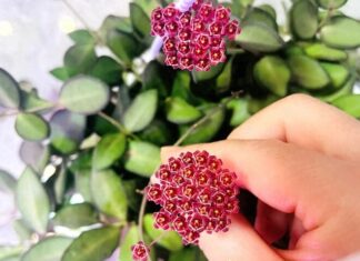 The Green Thumb’s Ultimate Guide: Scented Houseplants with Year-Long Blooms and Beautiful Foliage