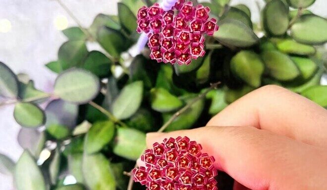 The Green Thumb’s Ultimate Guide: Scented Houseplants with Year-Long Blooms and Beautiful Foliage