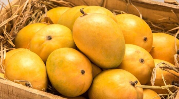 Those Who Should Avoid Eating Mangoes