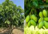 “Should You Plant a Mango Tree in Your Front Yard?”