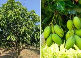 “Should You Plant a Mango Tree in Your Front Yard?”