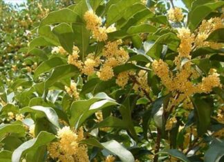 3 Types of House Plants That Attract Wealth and Fortune: A Lucky Charm for Your Home