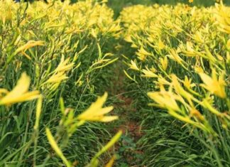 The Ultimate Brain-Boosting Superfood: Unlocking the Power of this Golden Vegetable.