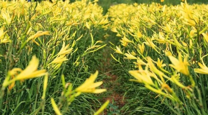 The Ultimate Brain-Boosting Superfood: Unlocking the Power of this Golden Vegetable.