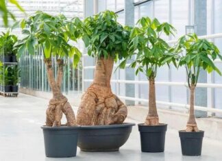 Title: “4 Lucky Houseplants That Bring Wealth and Prosperity, According to Ancient Wisdom”