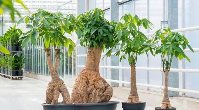 Title: “4 Lucky Houseplants That Bring Wealth and Prosperity, According to Ancient Wisdom”