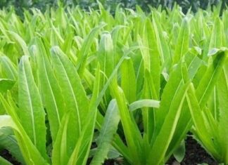 The Ultimate Calcium-Rich Vegetable: Discover the Surprising Health Benefits of This Veggie, Raw or Cooked