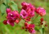 The Secret to Prosperity: Unveiling the Fortune of Three Zodiac Signs Through the Art of Growing Bougainvillea