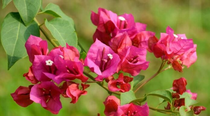 The Secret to Prosperity: Unveiling the Fortune of Three Zodiac Signs Through the Art of Growing Bougainvillea