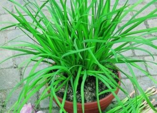 The Ultimate Superfood: Unlocking the Power of This Unassuming Vegetable