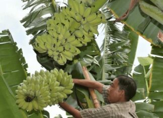 The Ultimate Superfood: Humble Vietnamese Fruit That Has the West in Awe.