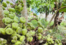 The Ultimate Delicacy: Nature’s Golden Gift of Abundance.