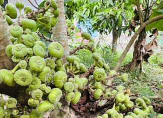 The Ultimate Delicacy: Nature’s Golden Gift of Abundance.