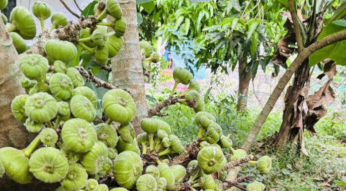 The Ultimate Delicacy: Nature’s Golden Gift of Abundance.