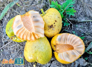 The Golden Wild Berry: A Foraged Treat, Now Harder to Find